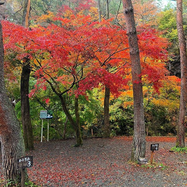 ほうれん坊の森キャンプ場 全国キャンプ場検索サイト